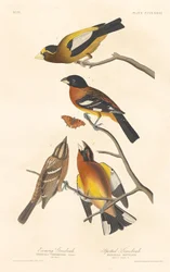 Evening Grosbeak and Spotted Grosbeak, 1837