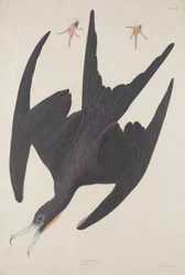 Frigate Pelican, 1835