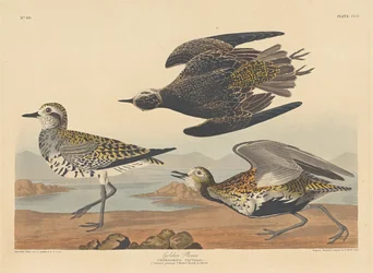 Golden Plover