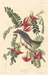 Gray Tyrant