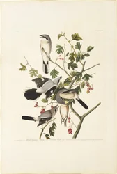 Great American Shrike