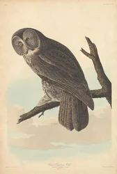 Great Cinereous Owl, 1837