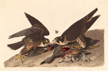 Great Footed Hawk, 1827