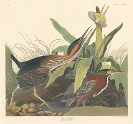 Green Heron