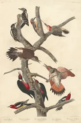 Hairy Woodpecker, 1838