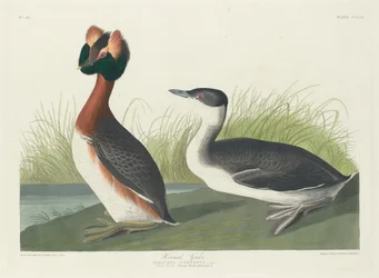 Horned Grebe, 1835