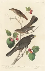 Little Tawny Thrush, 1838