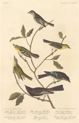 Little Tyrant Flycatcher, Small-Headed Flycatcher, Blue Mountain Warbler, 1838