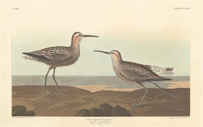Long-legged Sandpiper