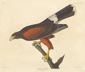 Louisiana Hawk, 1837