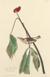 Louisiana Water Thrush