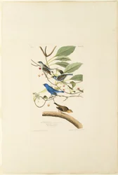 Male Indigo Bird
