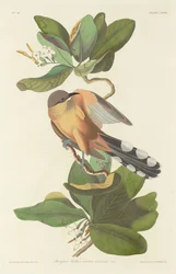 Mangrove Cuckoo, 1833