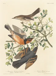 Mountain Mocking-bird and Varied Thrush