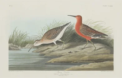 Pigmy Curlew, 1835