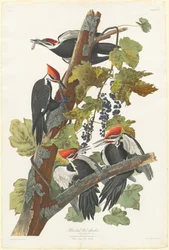 Pileated Woodpecker