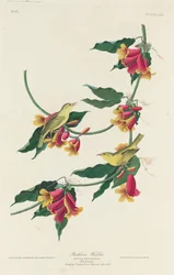 Rathbone Warbler