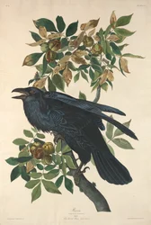 Raven, 1831