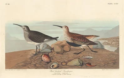 Red-backed Sandpiper