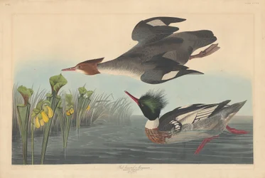 Red-breasted Merganser