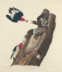Red-headed Woodpecker