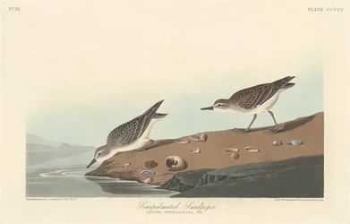 Semi-palmated Sandpiper