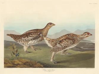 Sharp-tailed Grouse