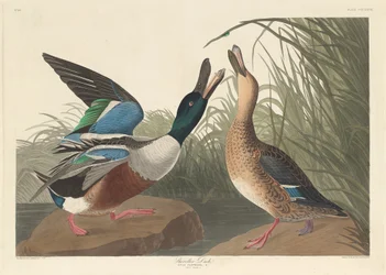 Shoveller Duck, 1836