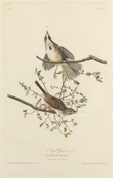 Song Sparrow