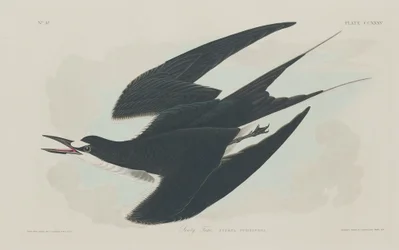 Sooty Tern