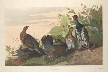 Spotted Grouse, 1833.