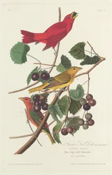 Summer Red Bird, 1828