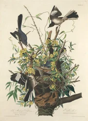 The Mocking Bird, 1827
