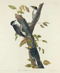 Three-Toed Woodpecker