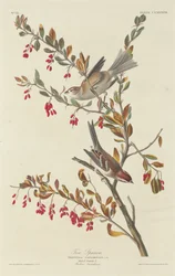 Tree Sparrow, 1834