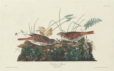 Two-colored Sparrow, 1831