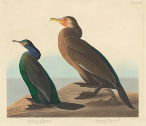 Violet-green Cormorant and Townsend