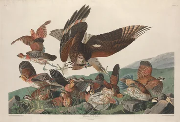 Virginian Partridge, 1830