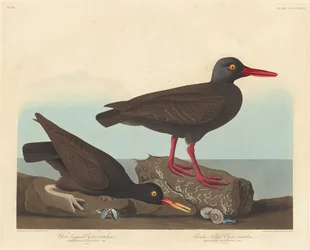 White-Legged Oyster-Catcher and Slender-Billed Oyster-Catcher, 1838