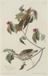 Wood Thrush, 1829