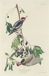 Yellow-bellied Woodpecker