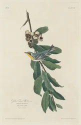 Yellow-throated Warbler