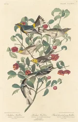 Audubon