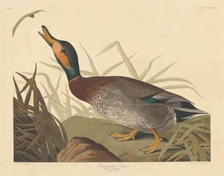 Bemaculated Duck