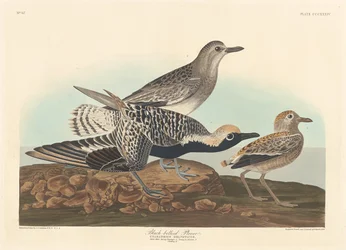 Black-bellied Plover