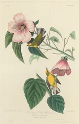 Blue-winged Yellow Warbler