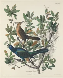 Boat-tailed Grackle