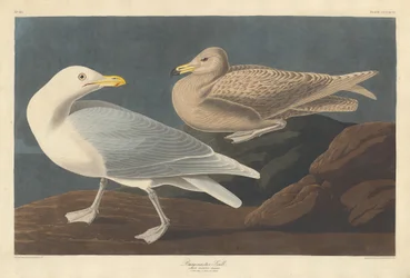 Burgomaster Gull