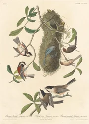 Chestnut-Backed Titmouse, Black-Capped Titmouse and Chestnut-Crowned Titmouse