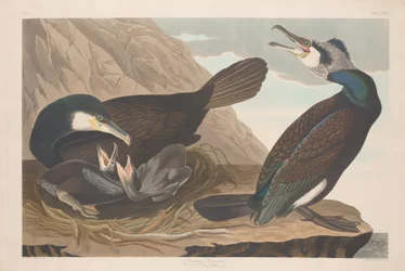 Common Cormorant